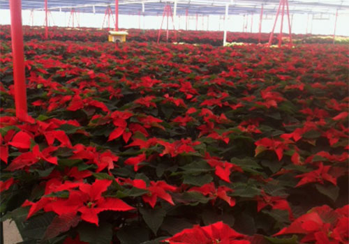 See more than 12,000 poinsettias grown annually Directions to Tom Strain & Sons Farm Market and Garden Center, 5041 Hill Avenue, Toledo, Ohio