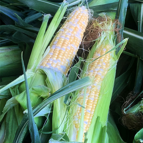 Locally grown, farm fresh produce including apples, green beans, brussel sprouts, tomatoes, sweet corn and more at Tom Strain and Sons in Toledo, Ohio!