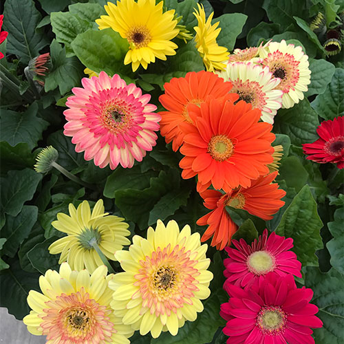 Bedding plants, annuals, perennials, roses and gardening supplies Directions to Tom Strain & Sons Farm Market and Garden Center, 5041 Hill Avenue, Toledo, Ohio