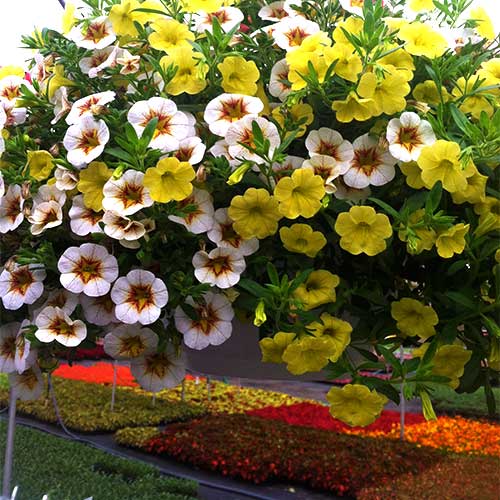 Bedding plants, annuals, perennials, roses and gardening supplies Directions to Tom Strain & Sons Farm Market and Garden Center, 5041 Hill Avenue, Toledo, Ohio